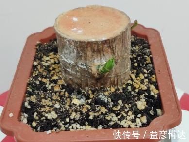 叶子|网上买的小木桩,泡水半个月,臭了还没长芽!