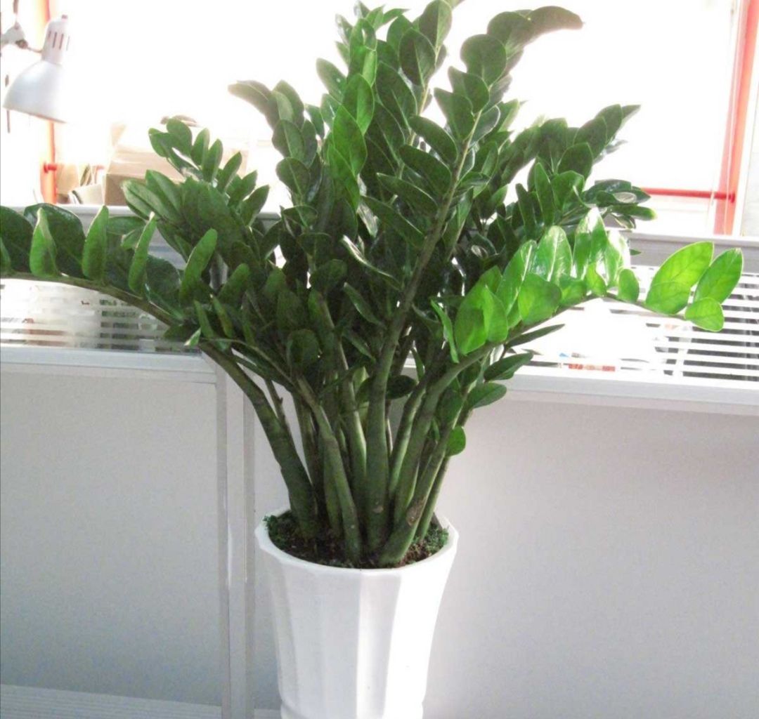 家里养5种观叶植物，冬天不抗冻，及时补足养分，增加抗寒能力