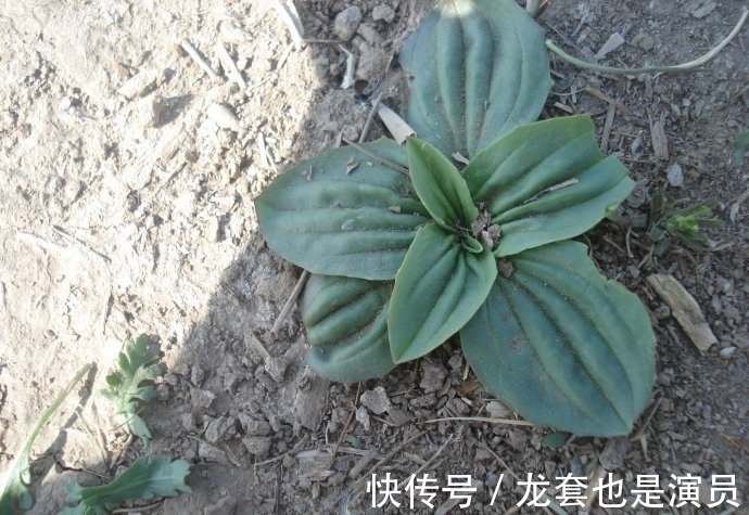 黄色植物|驴友上山挖草药,挖出几条“黄金蛇”,本想逃离结果却乐开花