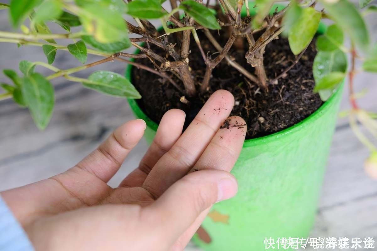 碱性|养花土碱性太大?3个方法轻松解决,养好花不成问题