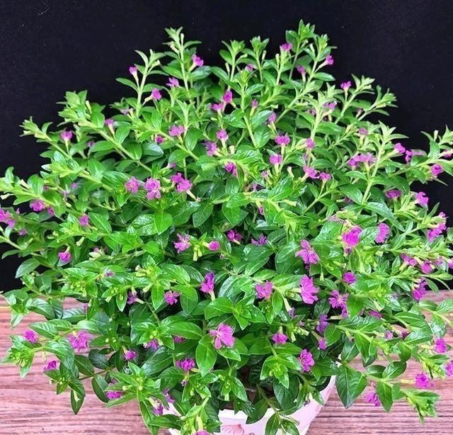 萼距花|一款很耐热的盆栽花,适合夏天种,终年常绿,四季开花,值得入手