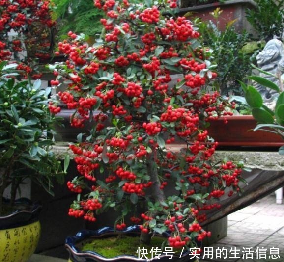 植物|富贵人家爱摆“6种花”，不仅外形美，还越养越值钱，再贵也要买！