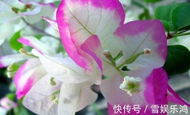 养护|这花名叫“百变小樱”,开起花来“不管不顾”,叶子都不长了!
