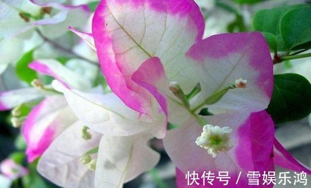 养护|这花名叫“百变小樱”，开起花来“不管不顾”，叶子都不长了！