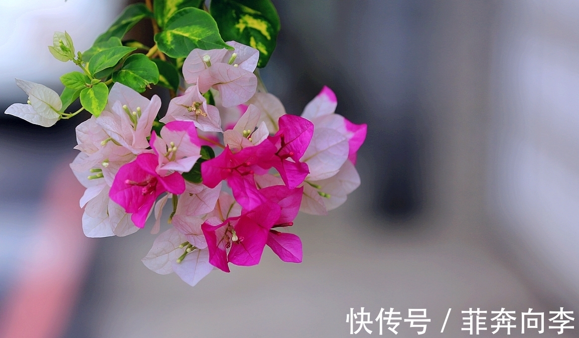 家里养三角梅,新手总会犯的3个错误,难怪开不了花!