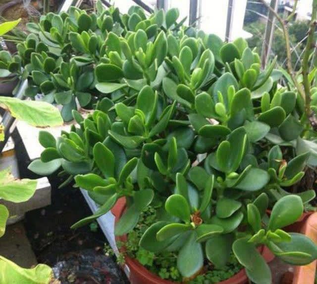 俗语:“客厅有树,十有九富”,不是迷信,为了好兆头也要养一盆