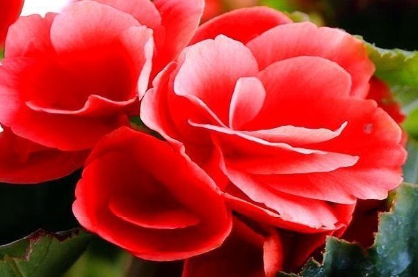 老花农养丽格海棠6年，总结“3妙招”，花开爆盆，一年开10个月