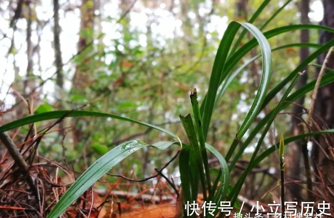 山上的兰花，也有只长苗而不开花的，你知道是什么原因吗？