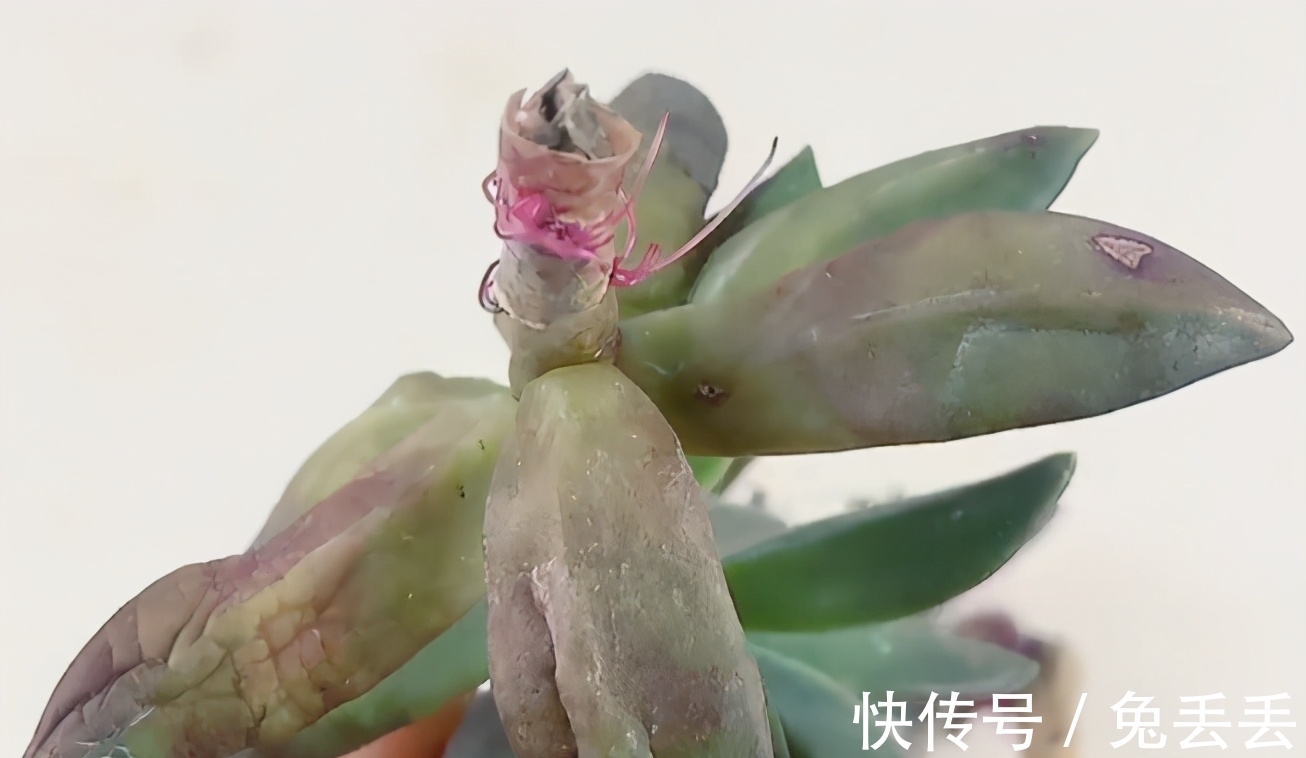 繁殖多肉的途径:砍头茎插、拿叶子催根育苗