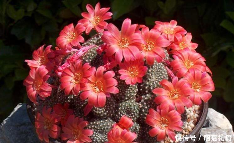 3种花冬季要“虐待”，最好一点水也不要浇，浇水反而会烂根！