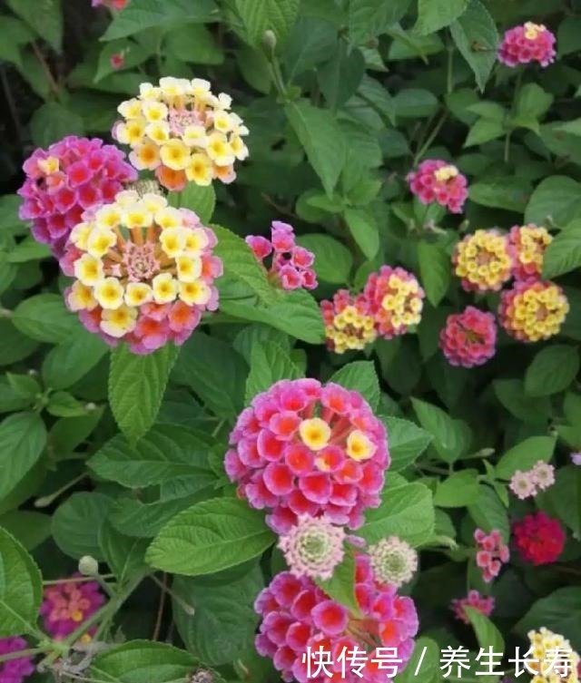 有些花名字太奇葩,叫出口太尴尬,开花却很美!