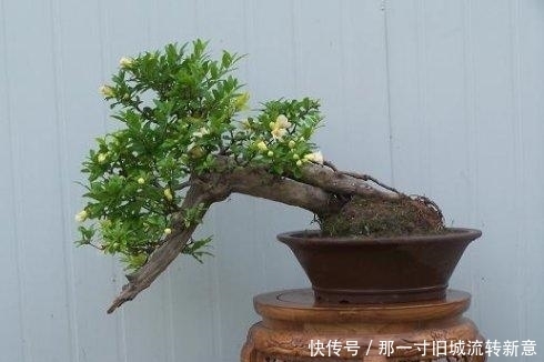 盆栽|吃剩下的“石榴籽”别扔,用水泡一泡,7天长出小盆栽!