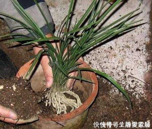 掌握室内养兰“6要素”，再难养的兰花也不烂根，长势好年年开花