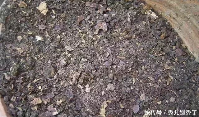 养多肉还在买土，你真的out了！