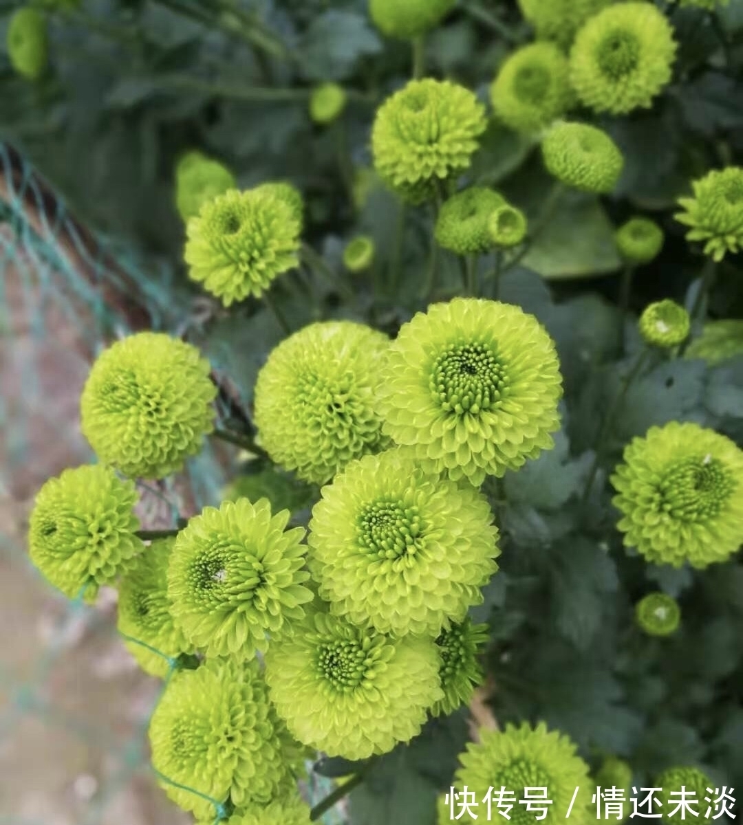 乒乓球|菊花上千种，石头最喜欢1种，花苞像“乒乓球”，1年开两次