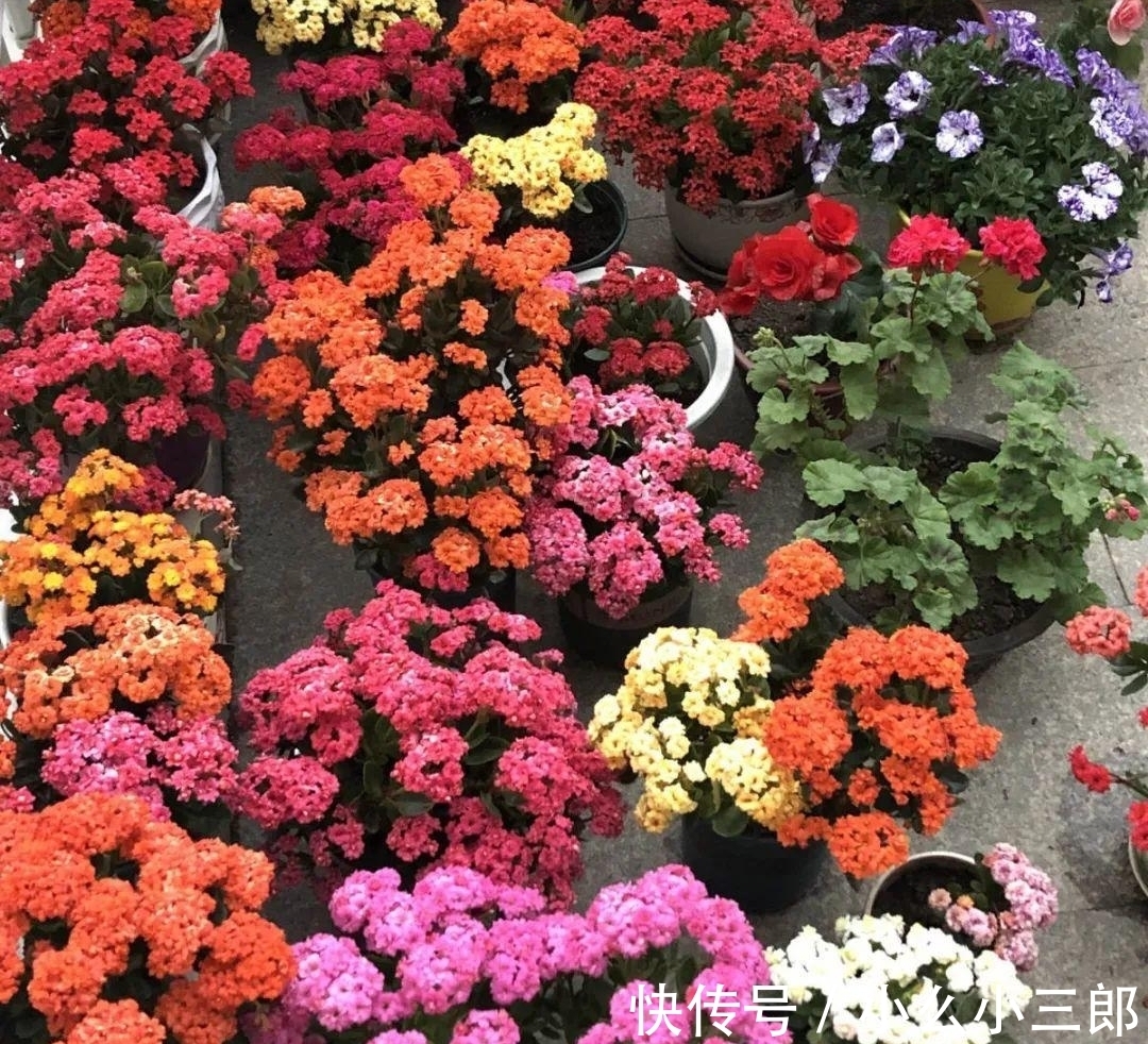枝条|立秋后养长寿花,3步别落下,还能长成小花树,繁花似锦爆棚惊人
