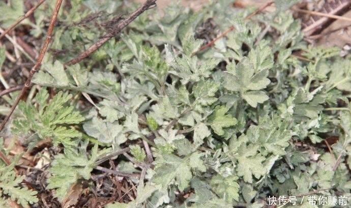 玉米面|房檐下的一株“野草”,开水烫一下就能吃,现在却卖10元一斤