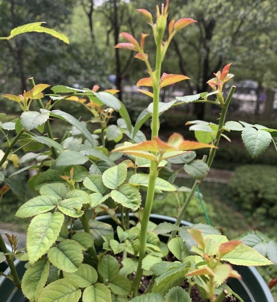 9月养月季,从3个方面“下功夫”,新芽往外窜、10月就开花