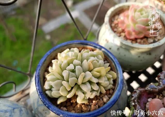 揭秘:那些干净又温暖的多肉照片从哪里来?