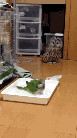 |搞笑GIF:姑娘你这眼神能杀人呀!真是吓死宝宝了