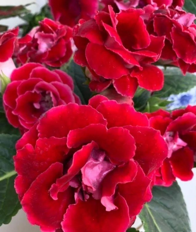 “4种花”花朵硕大、花期长,一开就是300天,观叶又赏花!