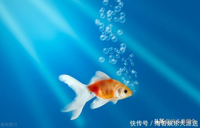 大片鱼泡冒出水面,为啥无鱼吃钩?鱼说“我想吃,你不让我吃”