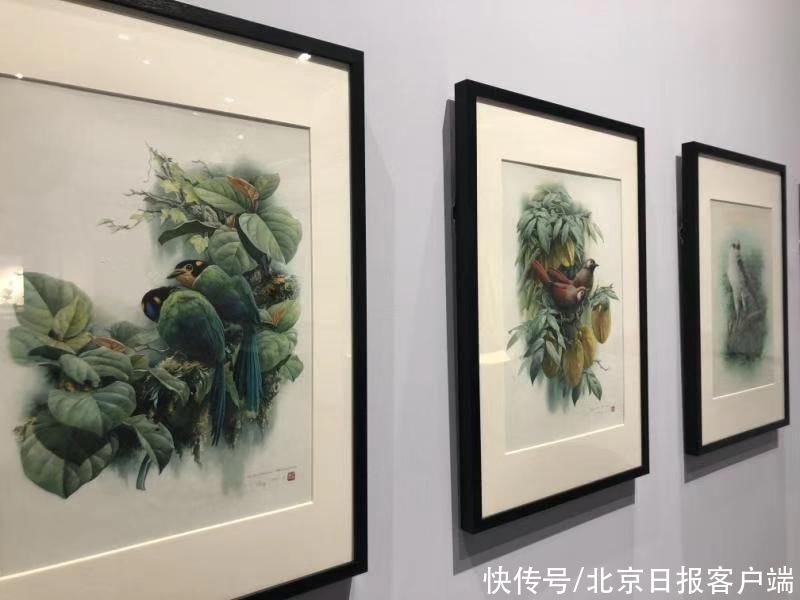 自然博物馆观“飞羽之美”，浙江自然博物馆精美院藏北京展出