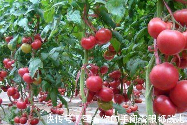 西红柿|西红柿被称为“长寿果”,吃对了,延年益寿,吃错还有致癌的风险