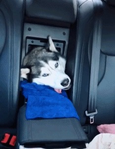 |搞笑GIF:铲屎的赶紧把我放了,否则我拆了你的后备箱