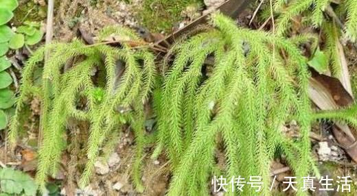 全身|农村称为“伸筋草”的植物，全身是毛，驱寒祛湿，药用价值高！