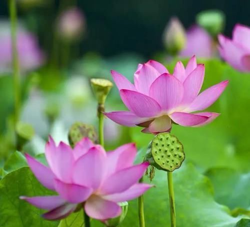 古代的“大户人家”都喜欢养这10种植物,家里养几盆,富贵吉祥旺家宅,你家养了吗