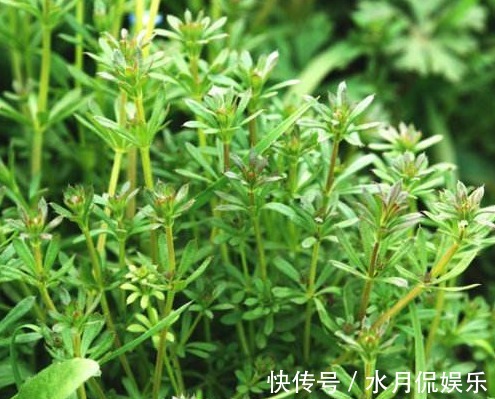 杂草|田里的恶性杂草,猪食用会“病倒”,却是上好野菜,入药用途广泛