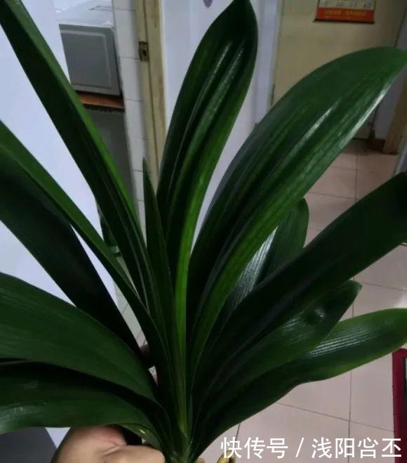 30年的君子兰,长出粗壮大老桩,砍还是不砍!