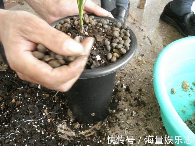 三角梅迟迟不开花，这种浇花水“喷一喷”，红艳艳的花苞长满枝！