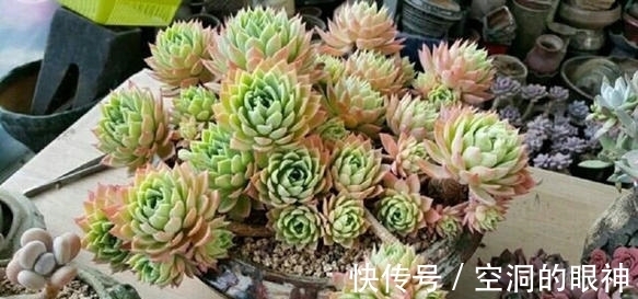 养多肉植物,掌握5个基本要点,顺利长满盆,实用又有效!