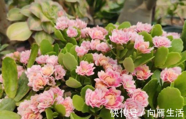 此花被称为“长寿花”,花友告诉3个“秘诀”,开花越来越多
