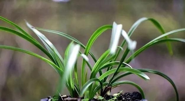 养好兰花的口诀，书本上学不到的经验，喜欢就收藏吧