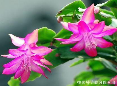 对待新手很友好的4种漂亮花,好养易活能爆盆,年年开花不断