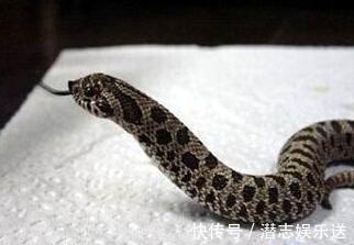 姜医生|深夜产房怀孕7个月,孕妇意外被蛇咬,蛇是从哪里跑进的家