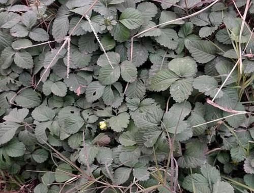 路边发现一大片“野草”，是治咳嗽的好药，扯一把盆栽，沾土就活