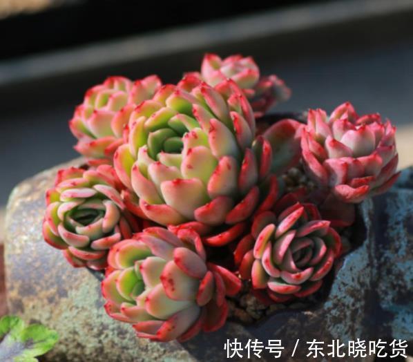 专为新手而生的多肉植物,冬天冻一冻颜色更靓丽,值得拥有