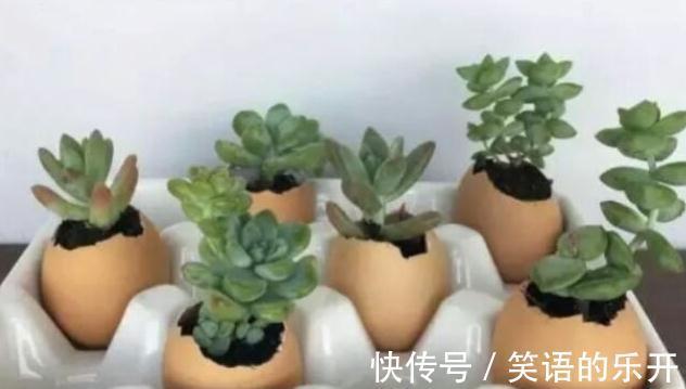 蛋壳|教你用鸡蛋壳养花的6个小技巧,学会了植物枝繁叶茂