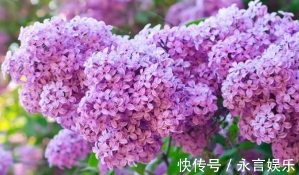 施肥|老辈人传下来的养花谚语,句句如黄金,你还不知道可就亏了