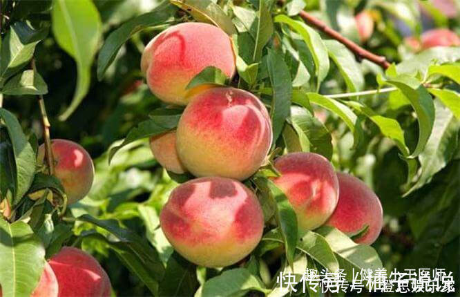 延缓衰老|聪明的人爱吃几种食物,补充营养,延缓衰老,早吃早好