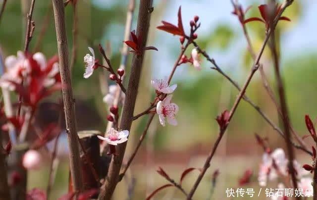 三月|花样荷城,美不胜收!