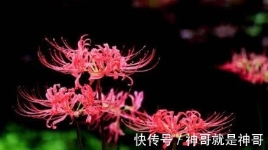 红蓝石蒜，被誉为”地狱之花“，花叶千年不见，却是极品药材