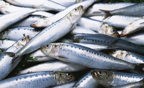 这4种海鱼就很适合大家,吃比猪肉营养,价格也便宜,别错过