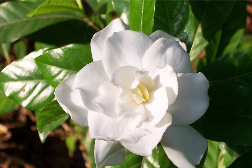 现在养3种花,千万别乱剪,越剪越糟糕