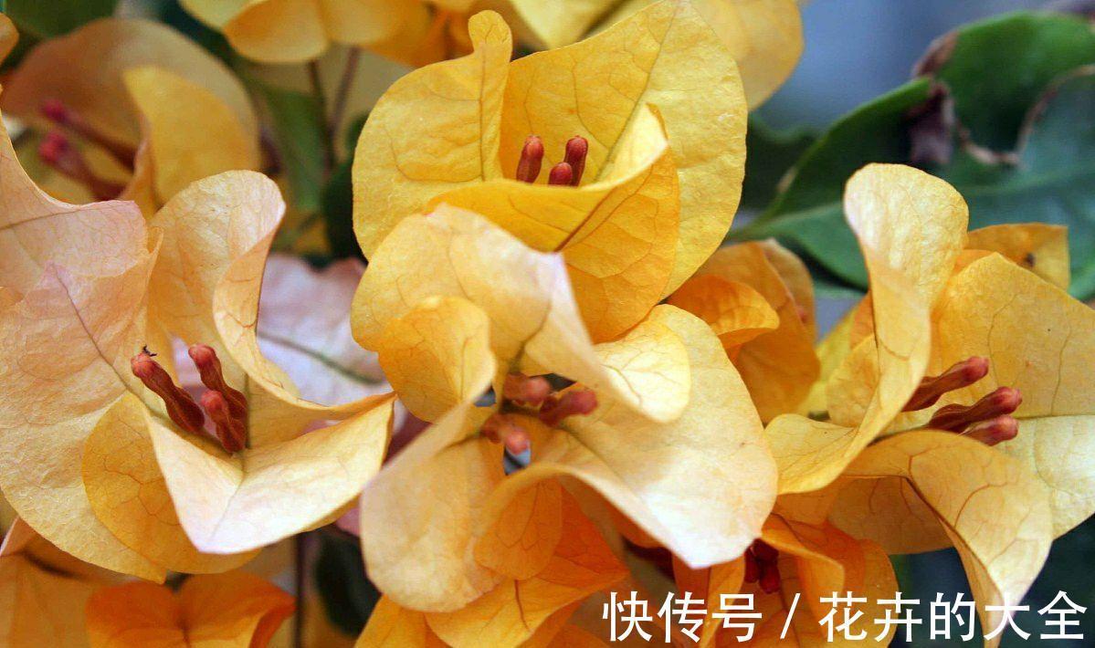 板结|八月养三角梅,勤做4件事,再次开成大花球