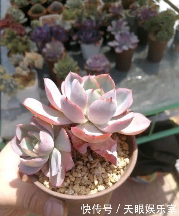 叶片|养多肉，带有目的性的去养，往往会养的更好，以养状态为主